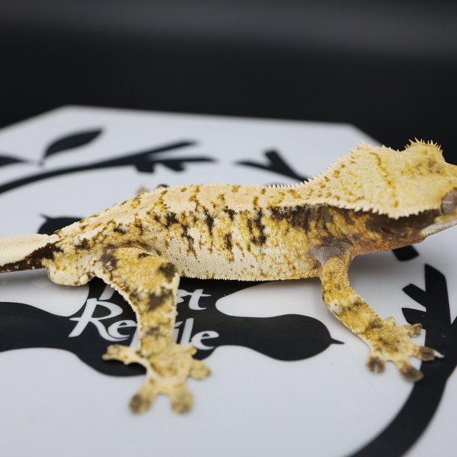 Tri Extreme Harlequin White Pin White Spot Normal