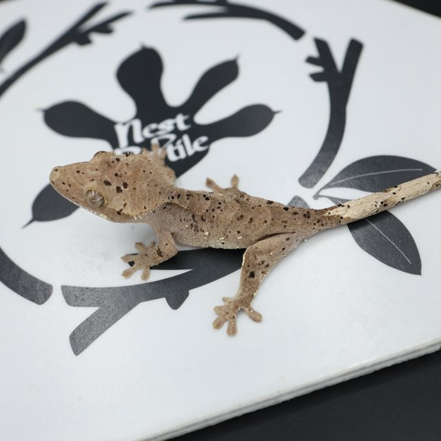 노멀 슈퍼달마시안