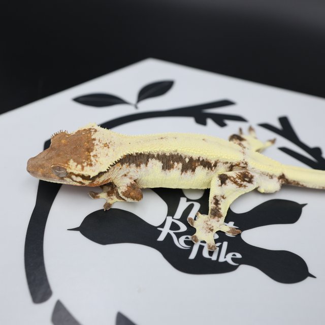 LW Sable Drippy White Spot White Pin