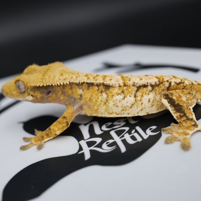 Tri Extreme Harlequin White Pin White Spot Normal