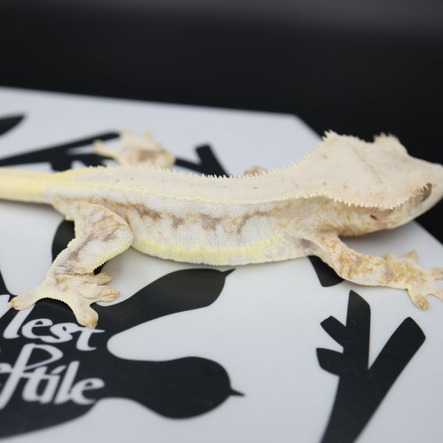 Tri Lilly White Solid Back Full Pinstripe Drippy White Spot