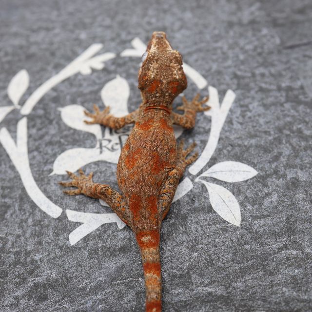 블로치드 레드