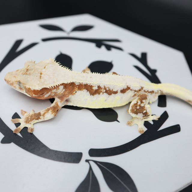 Lilly White Red Drippy Solid Back White Spot White Pin