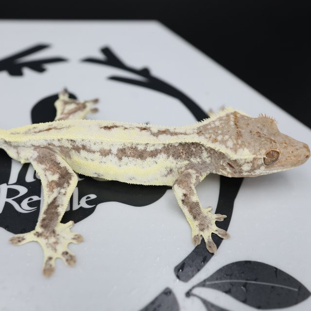 Frappuccino Drippy White Spot Full Pinstripe White Pin