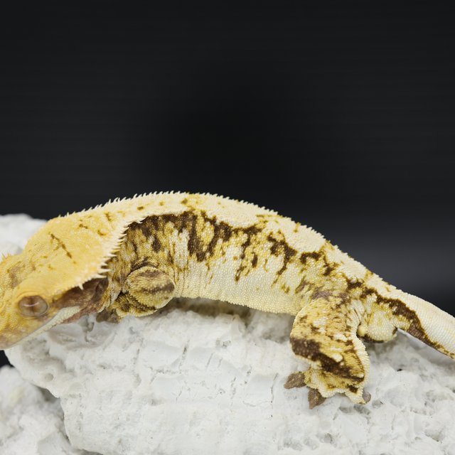 Tri Extreme Harlequin White Spot White Pin White Crown