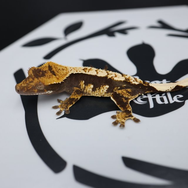 Normal Black White White Spot White Pin Quad