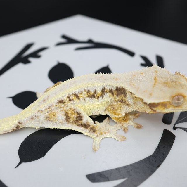 릴리화이트 드리피 솔리드백 화이트핀 화이트스팟