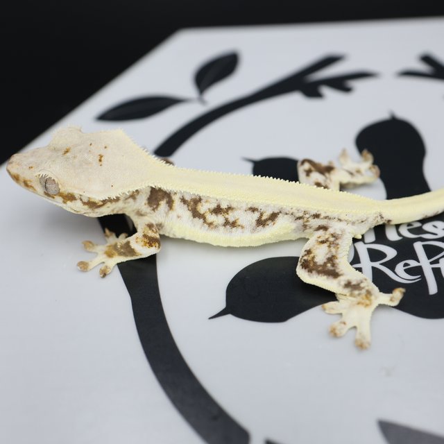 Lilly White Drippy White Pin Solid Back Full Pinstripe White Spot