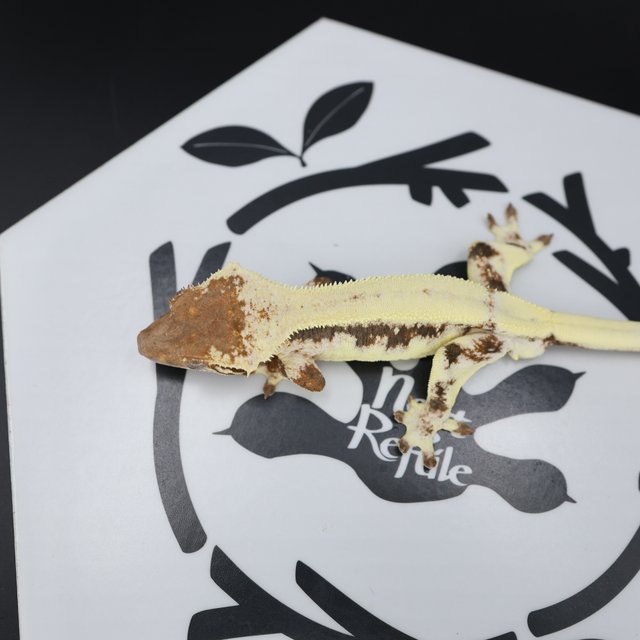 LW Sable Drippy White Spot White Pin