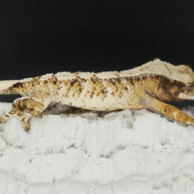 Normal Tri Drippy White Spot Extreme Harlequin White Pin