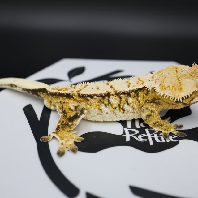 Tri Extreme Harlequin White Pin White Spot Normal