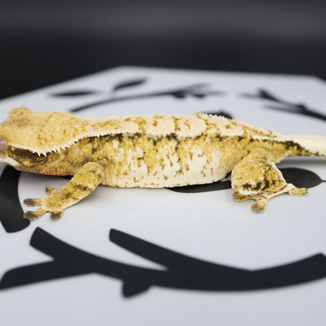 Normal Tri Extreme Harlequin White Spot Full Pinstripe Pinstripe