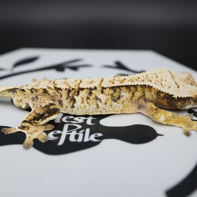 Normal Tri Extreme Harlequin White Spot White Pin