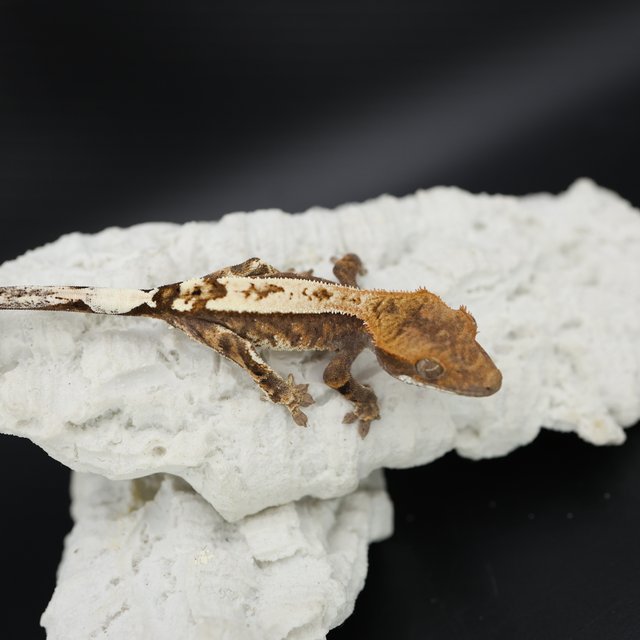 Sable Tri White Pin White Spot