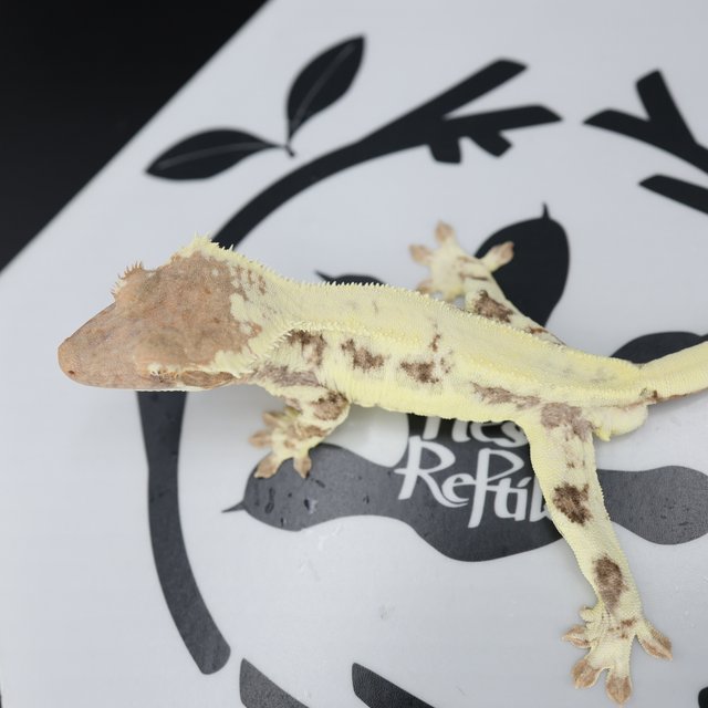 Frappuccino Drippy White Pin White Spot Full Pinstripe