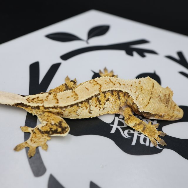 Tri Extreme Harlequin White Pin White Spot Normal