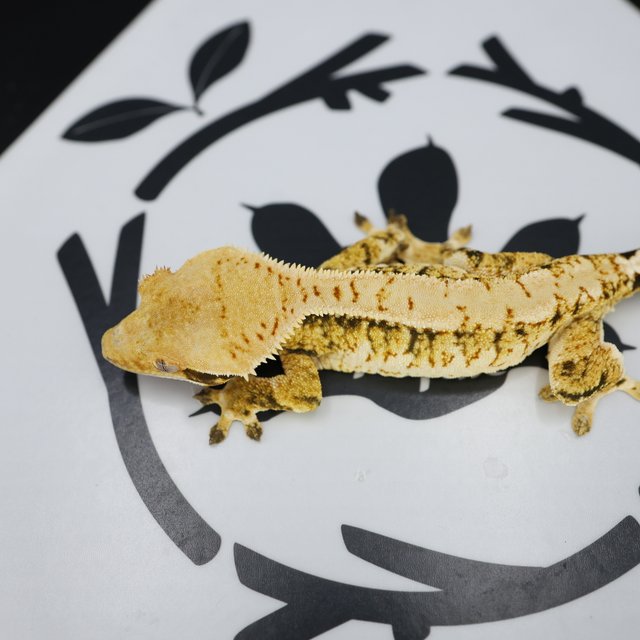 Tri Extreme Harlequin White Pin White Spot Normal