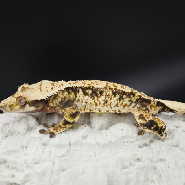 트라이 익스트림할리퀸 화이트스팟 화이트핀 드리피