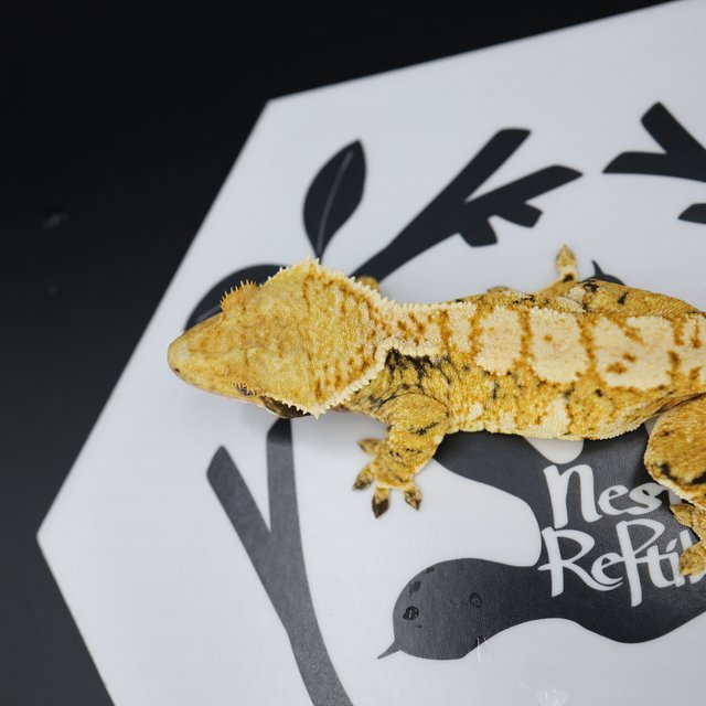 Tri Extreme Harlequin White Pin White Spot Normal