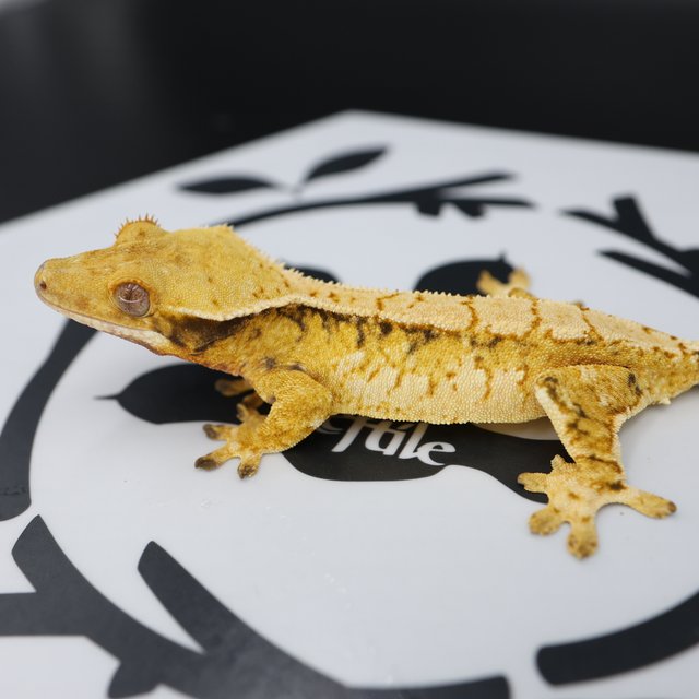 Tri Extreme Harlequin White Pin White Spot Normal