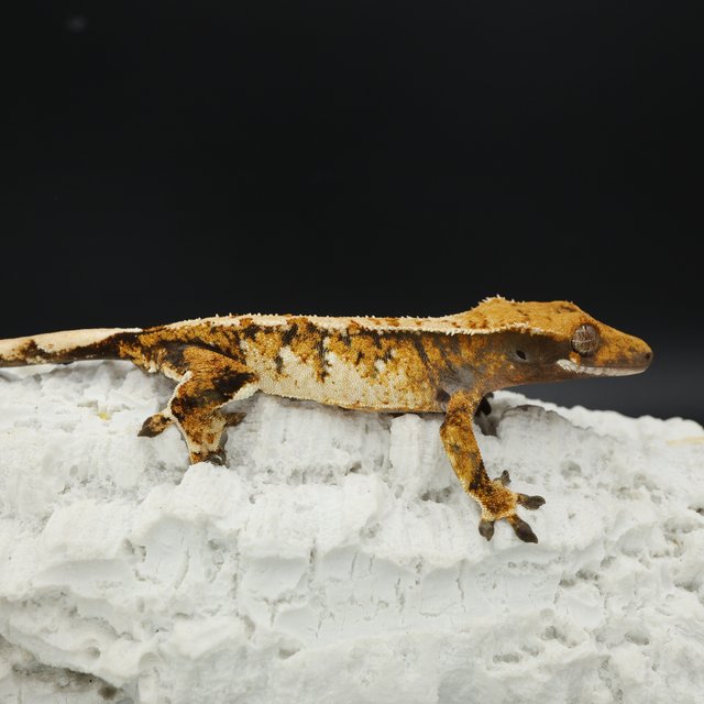 Normal Tri Tangerine White Spot Extreme Harlequin White Pin