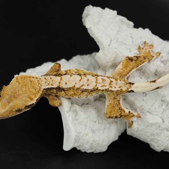 Normal Tri Drippy White Spot Extreme Harlequin White Pin