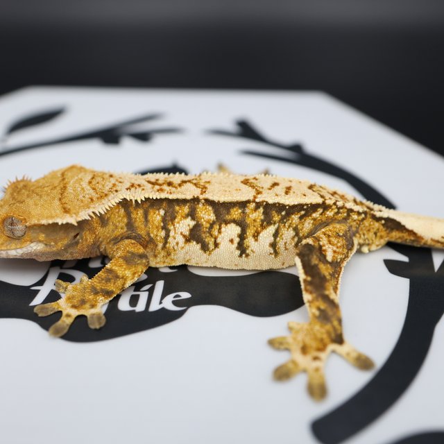 Normal Tri Extreme Harlequin White Pin White Spot Tangerine