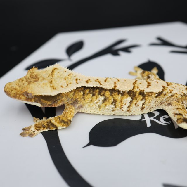 Tri Extreme Harlequin White Pin White Spot Normal