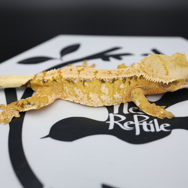 Normal Drippy White Spot Full Pinstripe White Pin Extreme Harlequin