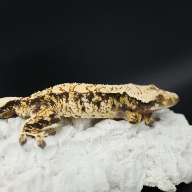 트라이 익스트림할리퀸 화이트스팟 화이트핀 드리피