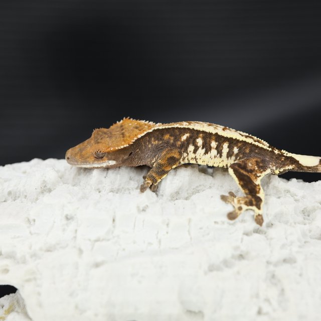 세이블 트라이 화이트스팟 화이트핀 화이트크라운 텐저린