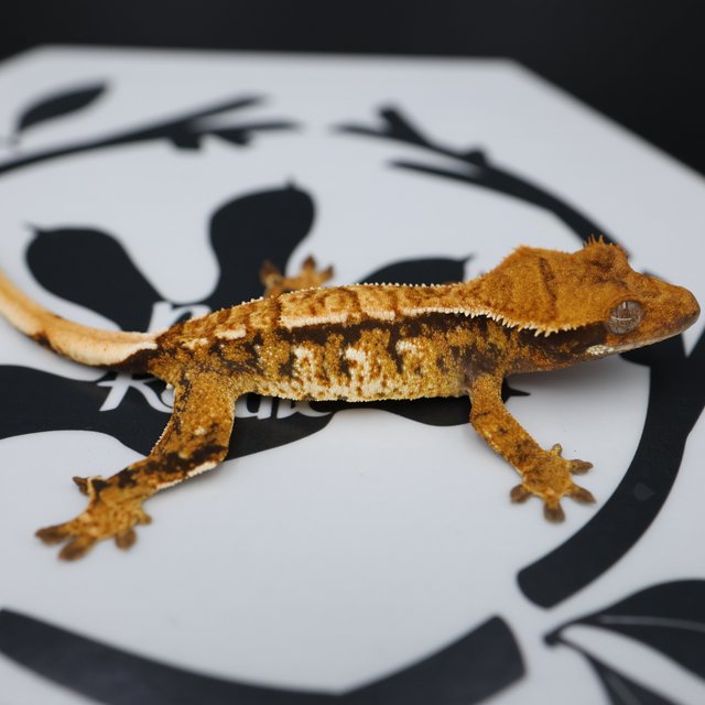 Normal Tri Extreme Harlequin White Pin White Spot Tangerine