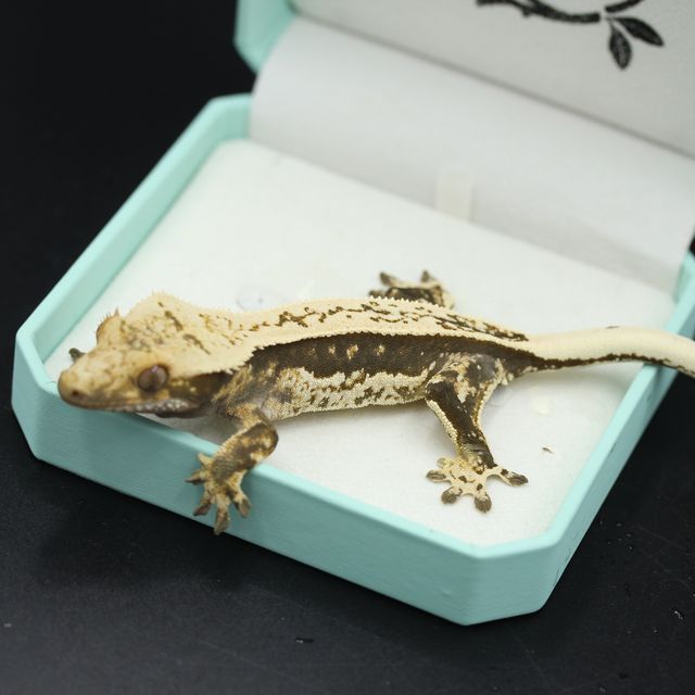 블랙 화이트