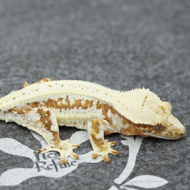 옐로우 크림 릴리화이트
