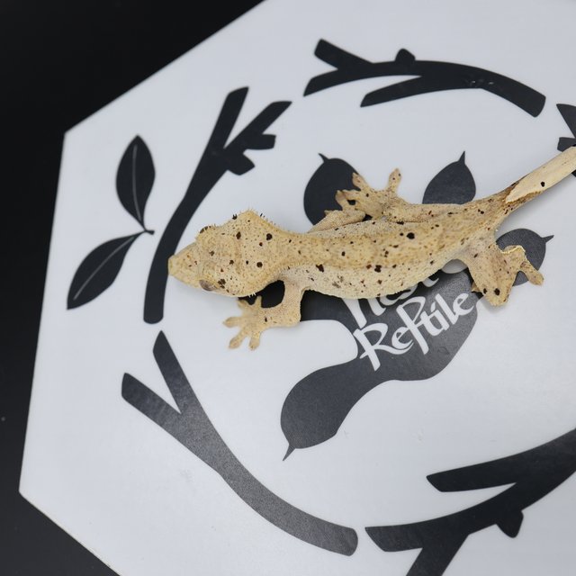 Dalmatian Super Dalmatian Altitude Normal