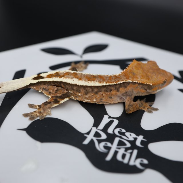 Cappuccino Normal White Spot White Pin Full Pinstripe