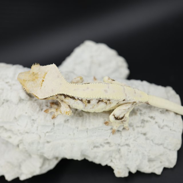 Drippy Solid Back Tri Lilly White