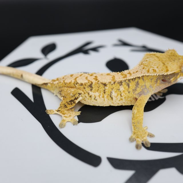 Tri Extreme Harlequin White Pin White Spot Normal