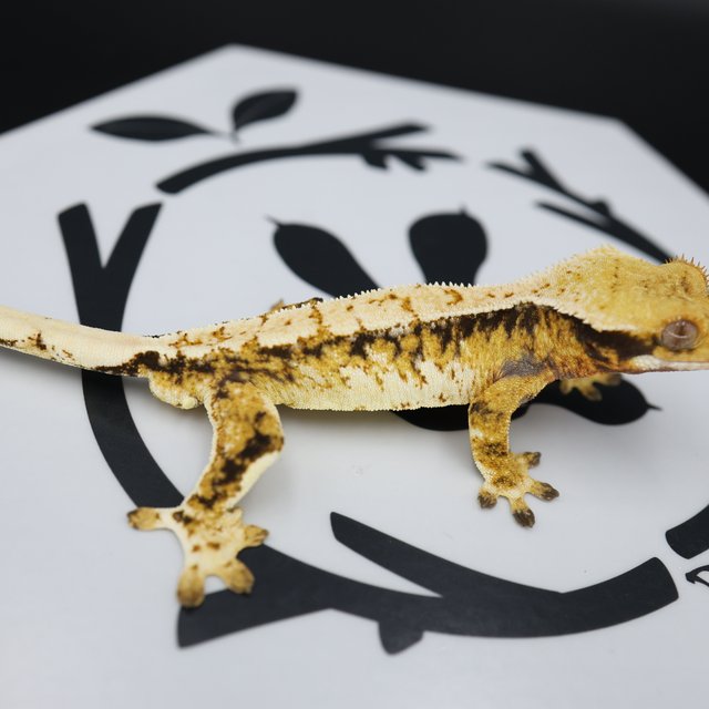 Tri Extreme Harlequin White Pin White Spot Normal