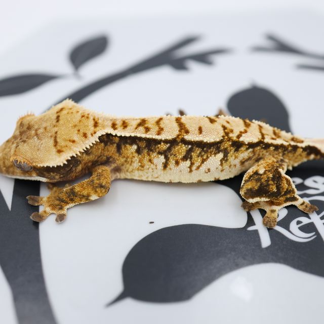 Normal Tri Extreme Harlequin White Spot Solid Back