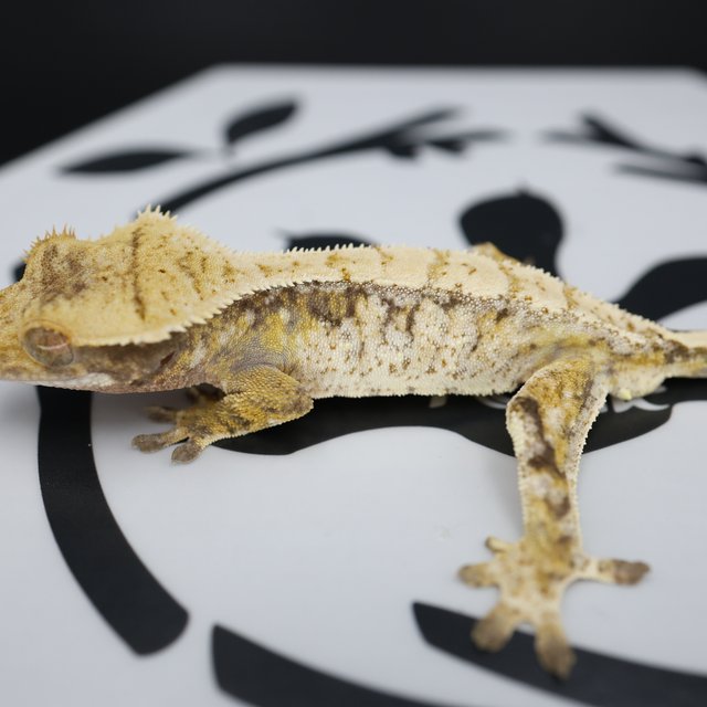 Normal Tri Drippy Extreme Harlequin White Spot White Pin