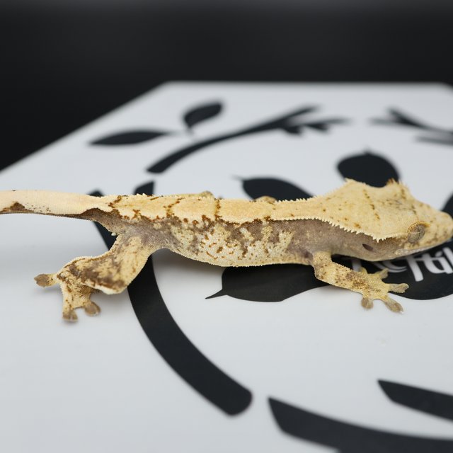 노멀 드리피 화이트스팟 화이트핀 트라이