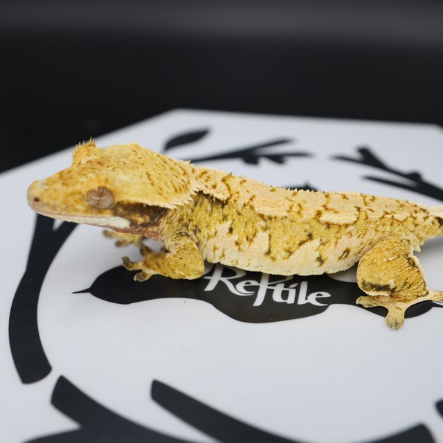 Tri Extreme Harlequin White Pin White Spot Normal