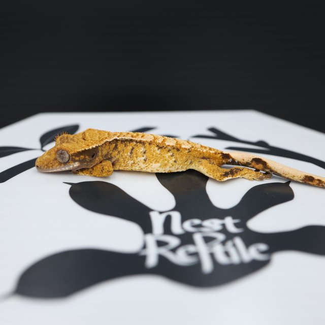 노멀 트라이 화이트스팟 익스트림할리퀸 텐저린