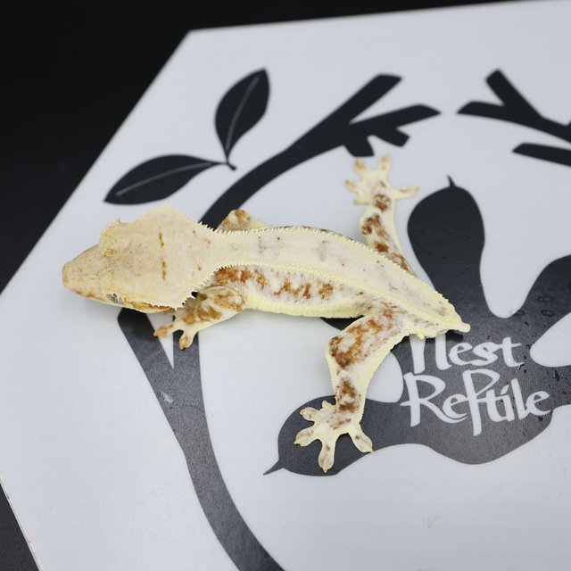 Lilly White Cream Drippy White Spot Full Pinstripe White Pin