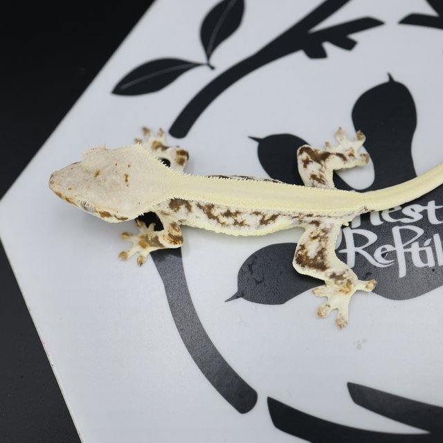 Lilly White Drippy White Pin Solid Back Full Pinstripe White Spot