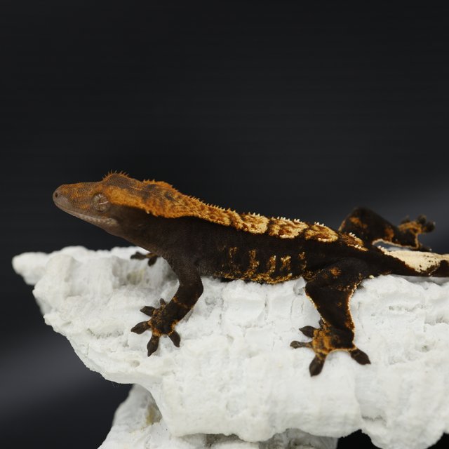 Black Dark Tangerine Halloween Flame