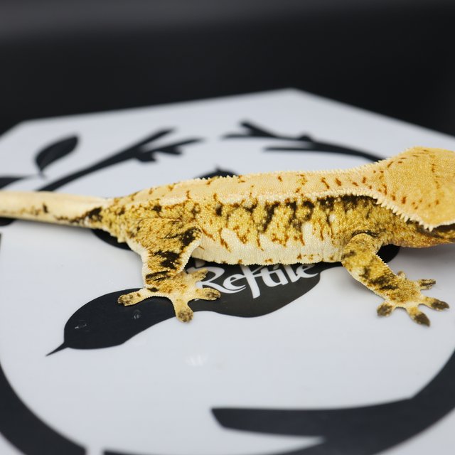 Tri Extreme Harlequin White Pin White Spot Normal