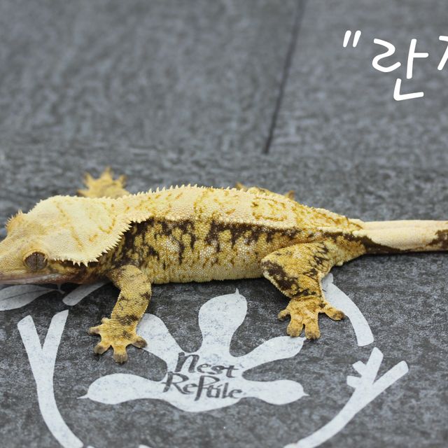트라이 익스트림할리퀸