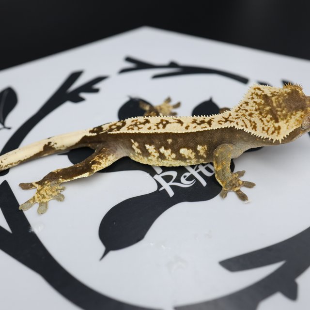 Normal Quad Full Pinstripe Pinstripe Black White